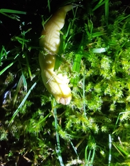 Testacella haliotidea