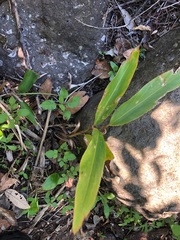 Alpinia caerulea