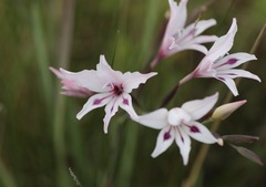 Gladiolus carneus