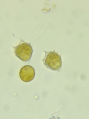 Peridiniopsis quadridens