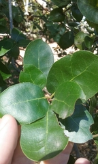 Quercus wislizeni wislizeni