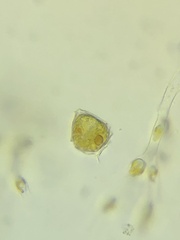 Peridiniopsis quadridens