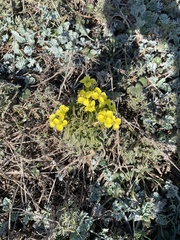 Erysimum menziesii