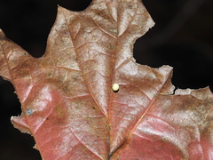 Zopheroteras hubbardi