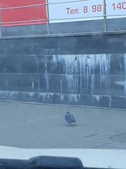 Columba livia domestica