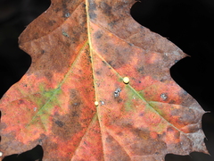 Zopheroteras sphaerula