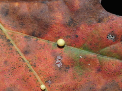 Zopheroteras sphaerula