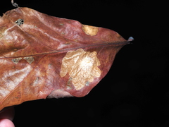 Tischeria quercitella