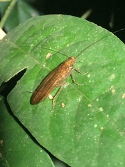 Blaberoidea