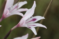 Gladiolus carneus