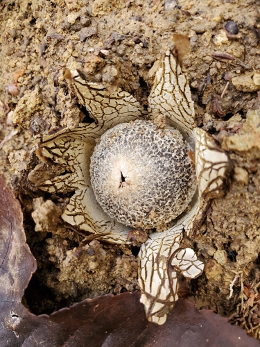 Astraeus hygrometricus