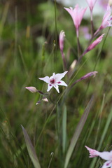Gladiolus carneus