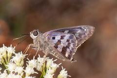 Polygonus leo arizonensis