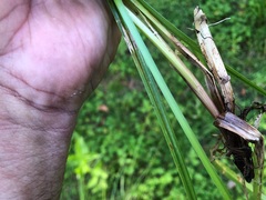 Carex appressa