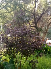 Euphorbia cotinifolia