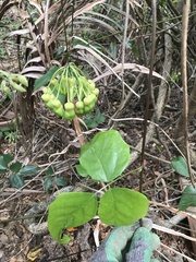 Mucuna gigantea