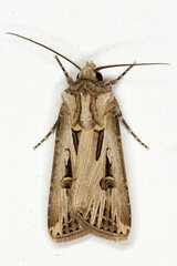 Agrotis spinifera