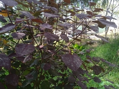 Euphorbia cotinifolia