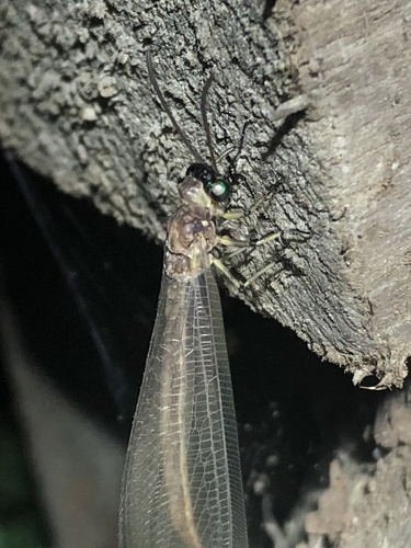 Myrmeleon timidus