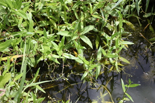 Pentodon pentandrus