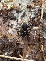 Kukulcania hibernalis