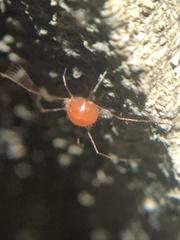 Erythraeidae