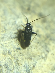 Microtechnites bractatus
