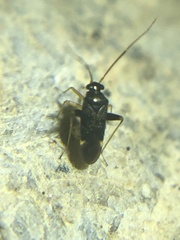Microtechnites bractatus