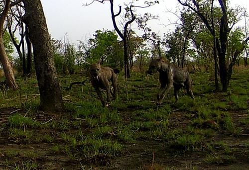 Spotted Hyena