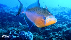 Balistes vetula