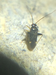 Microtechnites bractatus