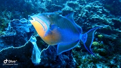 Balistes vetula