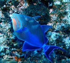 Balistes vetula
