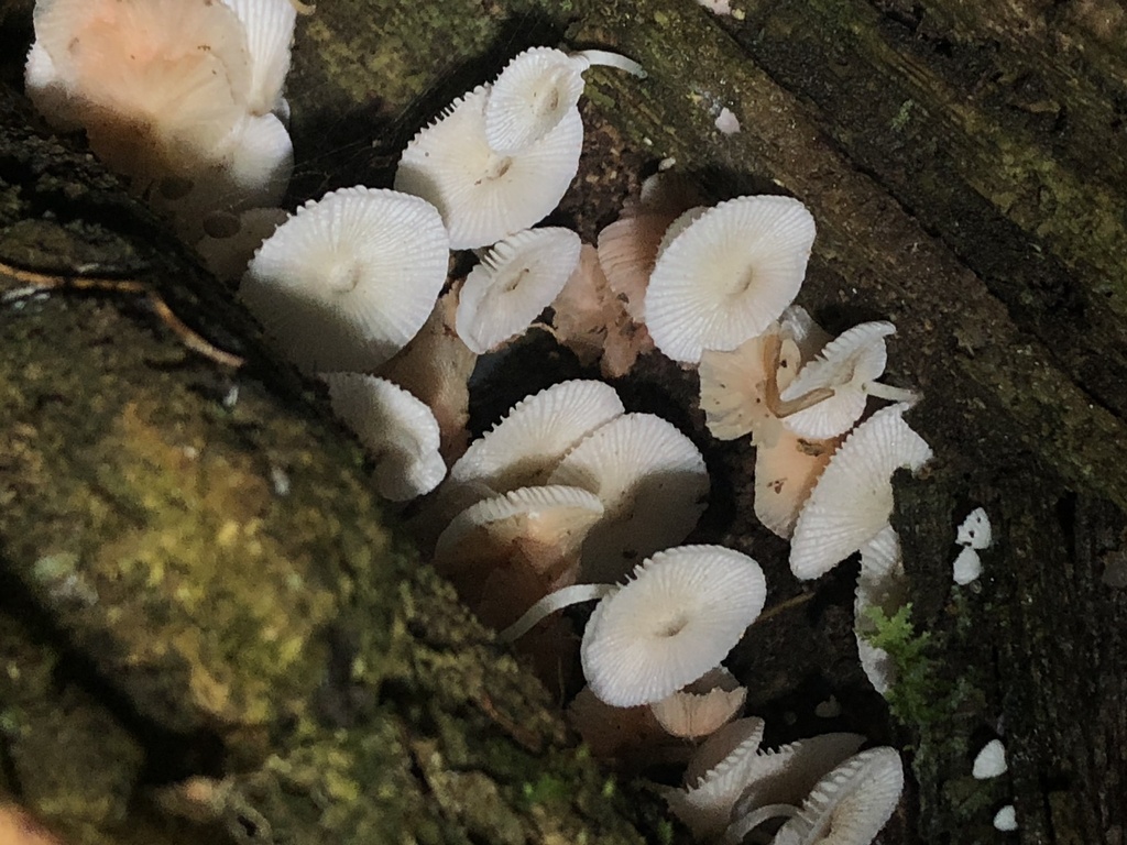 Leucocoprinus fragilissimus · December 2019 · photo: © blazeclaw (iNaturalist, cc-by)