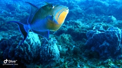 Balistes vetula