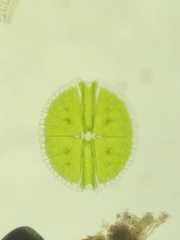 Micrasterias rotata