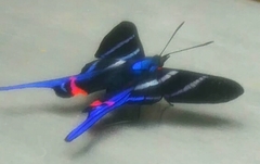 Rhetus arcius