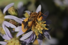 Phymata americana americana