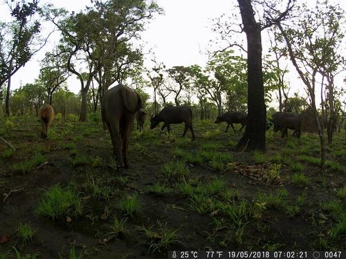Sudanese Buffalo