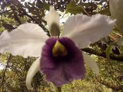 Cattleya trianae