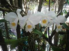 Cattleya trianae