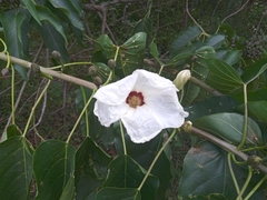 Ipomoea pauciflora