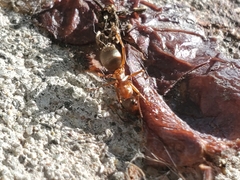 Formica fusca