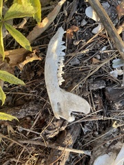 Didelphis virginiana