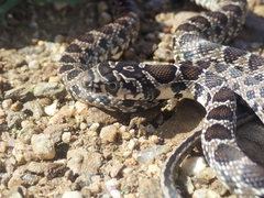 Hemorrhois hippocrepis