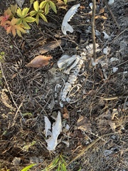 Didelphis virginiana