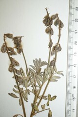 Astragalus eucosmus
