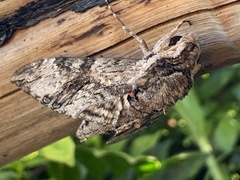 Agrius convolvuli