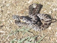 Hemorrhois hippocrepis