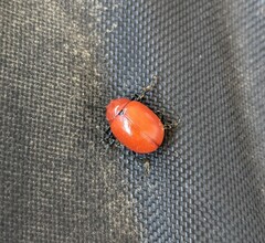 Leptinotarsa rubiginosa